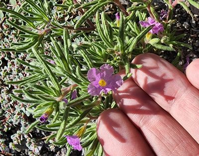 Nama hispida, photographed by Lyrae
