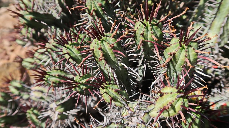 Euphorbia heptagona, photographed by Di Turner
