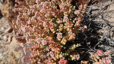 Crassula rupestris, photographed by Di Turner