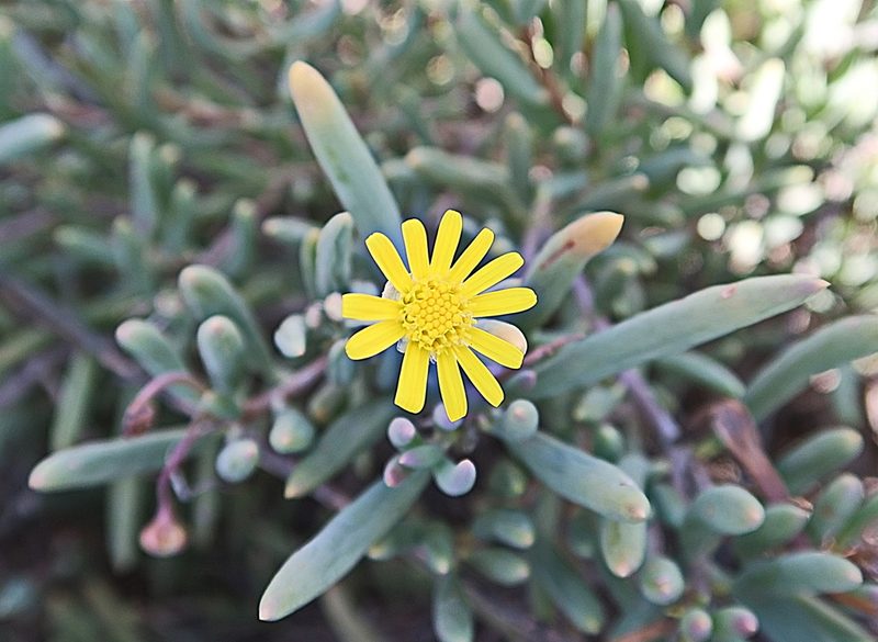 Crassothonna capensis, photographed by Di Turner
