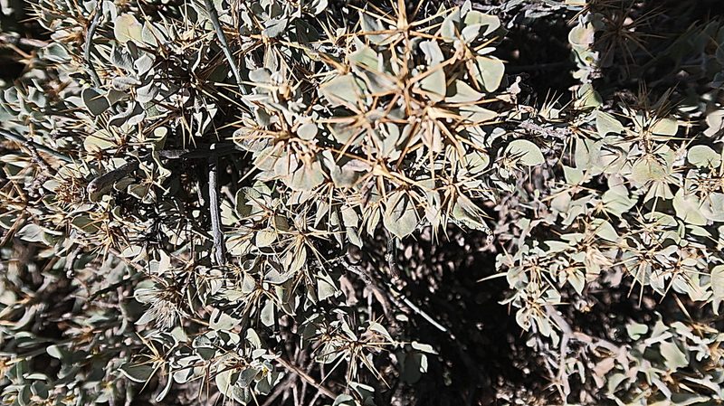 Macledium spinosum, photographed by Di Turner