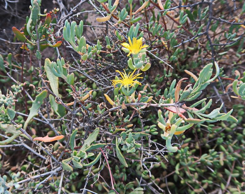 Malephora lutea, photographed by Di Turner