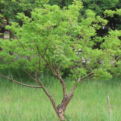 Bursera simaruba, photographed by Maria Janeiro