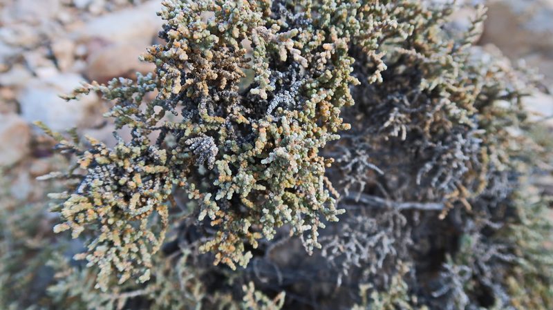 Caroxylon aphyllum, photographed by Di Turner