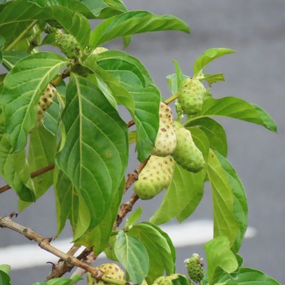 Morinda citrifolia, photographed by Maria Janeiro
