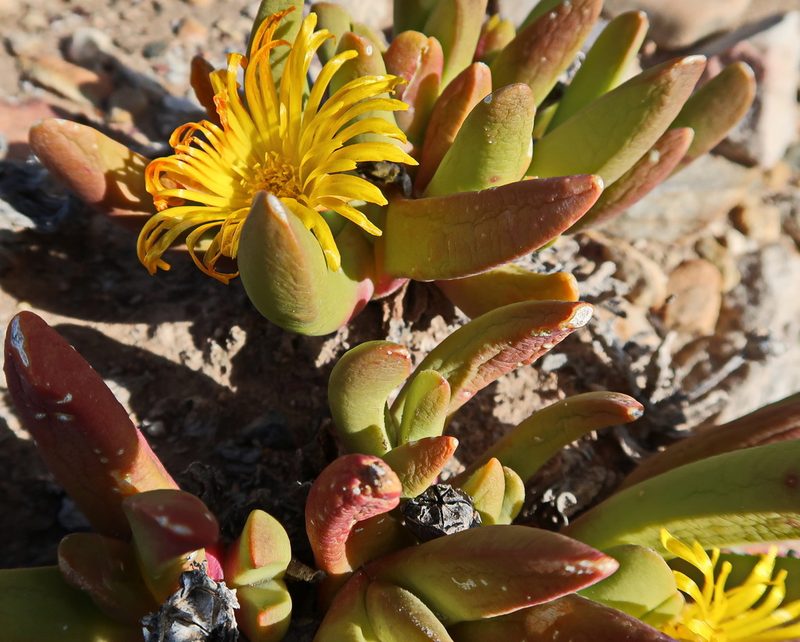 Glottiphyllum regium, photographed by Di Turner