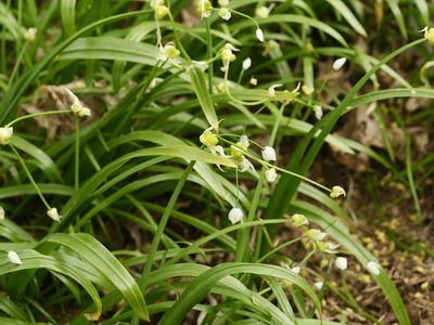 Allium paradoxum, photographed by Alexis Tinker-Tsavalas