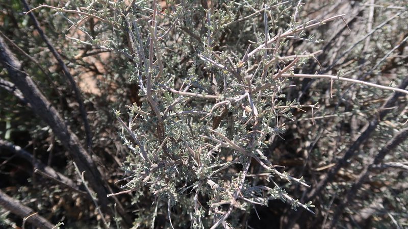 Lotononis dahlgrenii, photographed by Di Turner