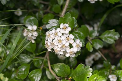Crataegus laevigata, photographed by Eleftherios Katsillis