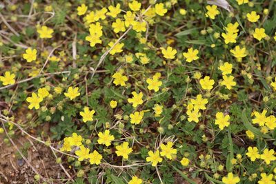Potentilla verna, photographed by Bee Together
