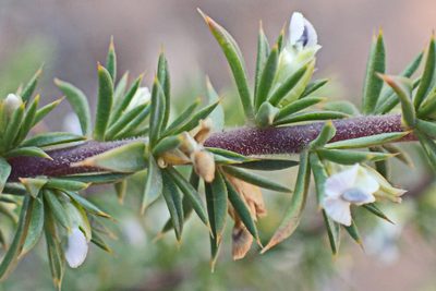 Muraltia ericifolia, photographed by Di Turner