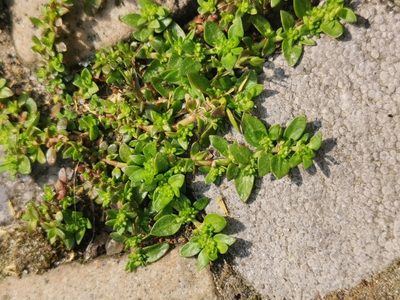 Herniaria glabra, photographed by Alexis Tinker-Tsavalas