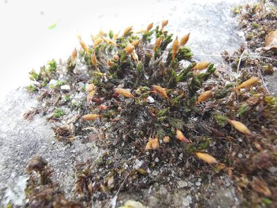 Orthotrichum anomalum, photographed by Alexis Tinker-Tsavalas