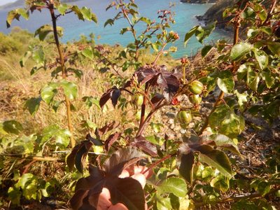 Jatropha gossypiifolia, photographed by stinger