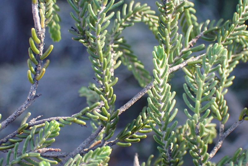 Passerina obtusifolia, photographed by Di Turner