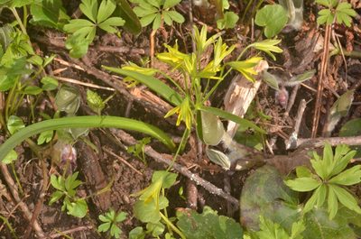 Gagea lutea, photographed by Eugene Popov