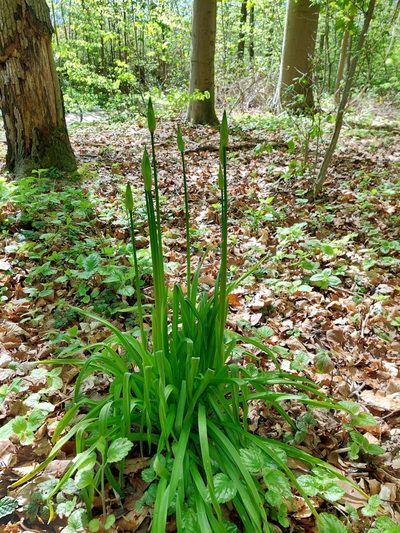 Allium siculum, photographed by E. Borchert