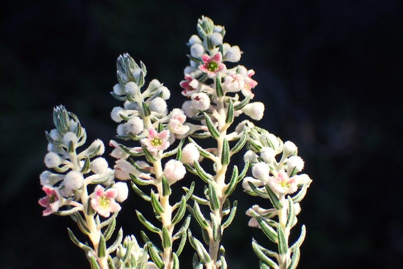 Phylica axillaris, photographed by Di Turner