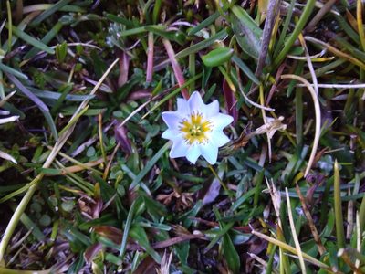 Gentiana sedifolia, photographed by Humber Alberto