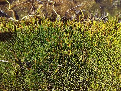 Distichia muscoides, photographed by Humber Alberto