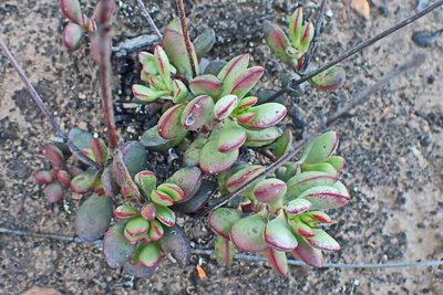 Crassula atropurpurea, photographed by Di Turner