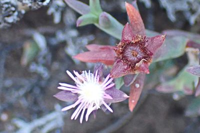 Smicrostigma viride, photographed by Di Turner