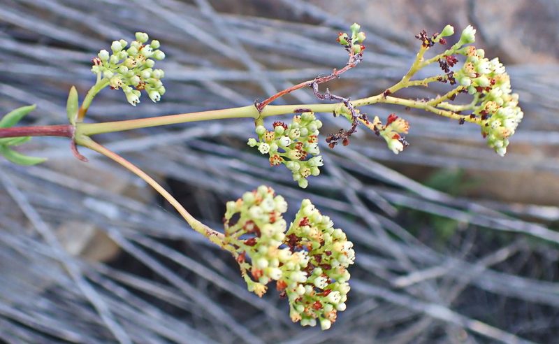Crassula tetragona, photographed by Di Turner