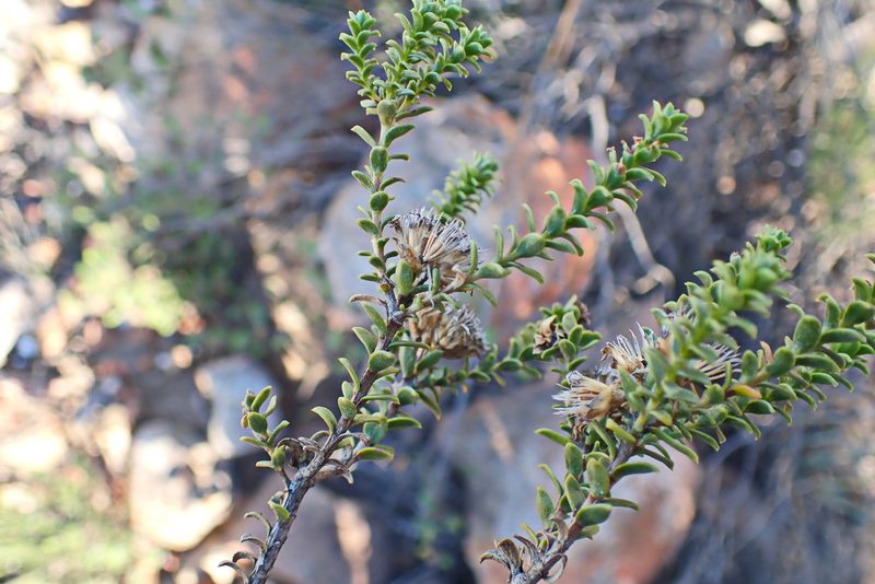 Oedera squarrosa, photographed by Di Turner