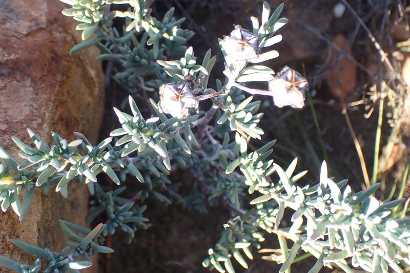 Lampranthus emarginatoides, photographed by Di Turner
