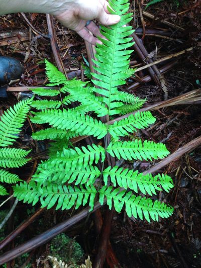 Pteris terminalis, photographed by Jake Gross