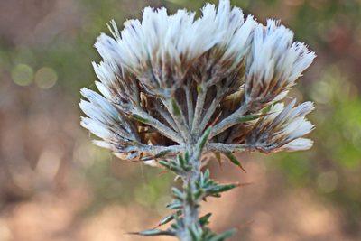 Metalasia acuta, photographed by Di Turner