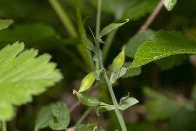 Corydalis cava, photographed by Eleftherios Katsillis