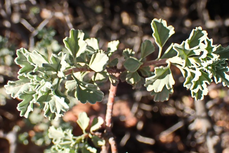 Pelargonium exstipulatum, photographed by Di Turner