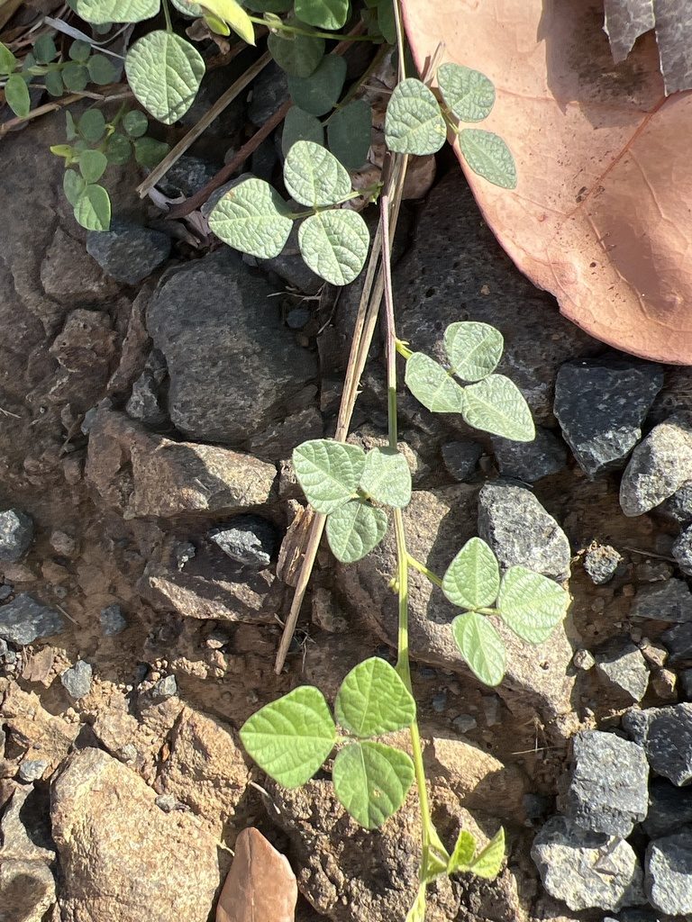 Rhynchosia reticulata, photographed by Alan Weakley