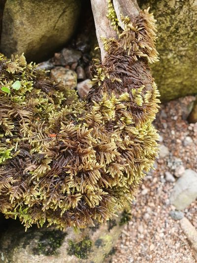 Hyocomium armoricum, photographed by Jonathan Hughes