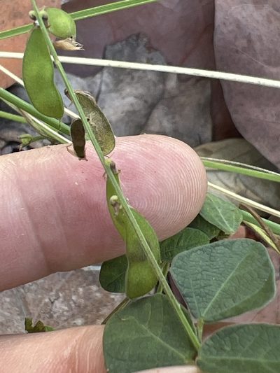 Rhynchosia reticulata, photographed by Alan Weakley