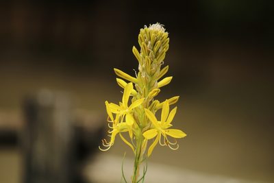 Asphodeline lutea, photographed by Serena De Santis