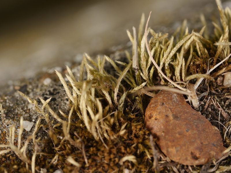 Brachythecium albicans, photographed by Alexis Tinker-Tsavalas