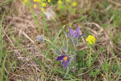 Pulsatilla vulgaris, photographed by Bee Together