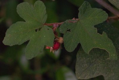 Rubus reflexus, photographed by portioid