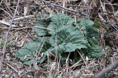 Rheum rhabarbarum, photographed by Megan Blackmore