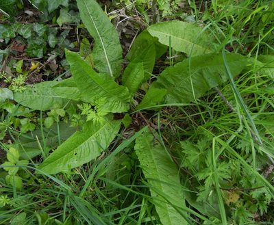 Rumex sanguineus, photographed by Jon Mortin