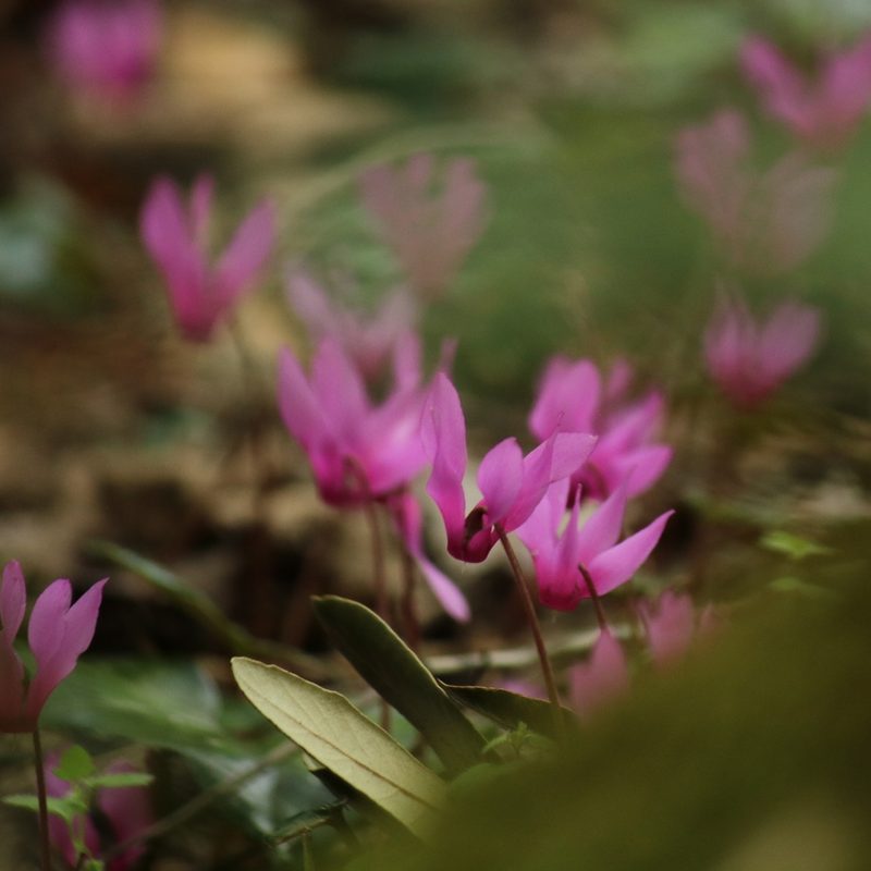 Cyclamen repandum, photographed by Serena De Santis