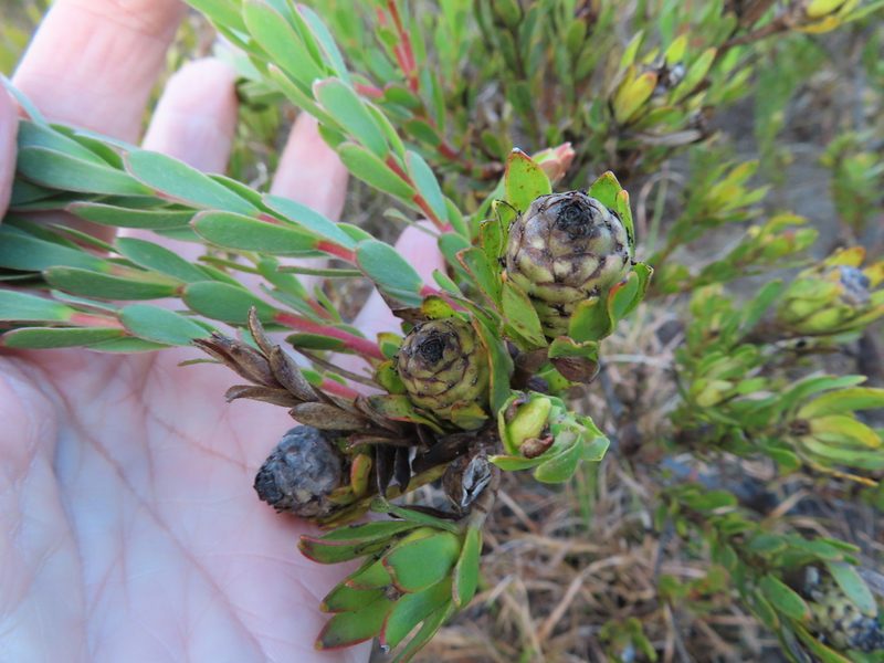 Leucadendron stelligerum, photographed by linkie