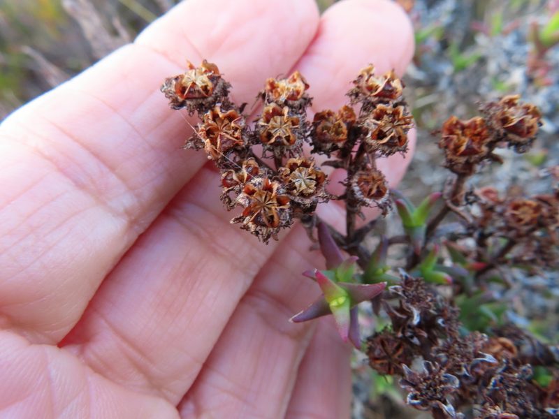 Ruschia calcicola, photographed by linkie