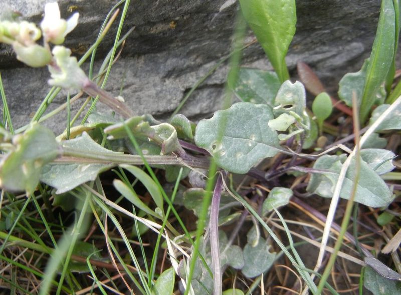 Cochlearia anglica, photographed by Jon Mortin
