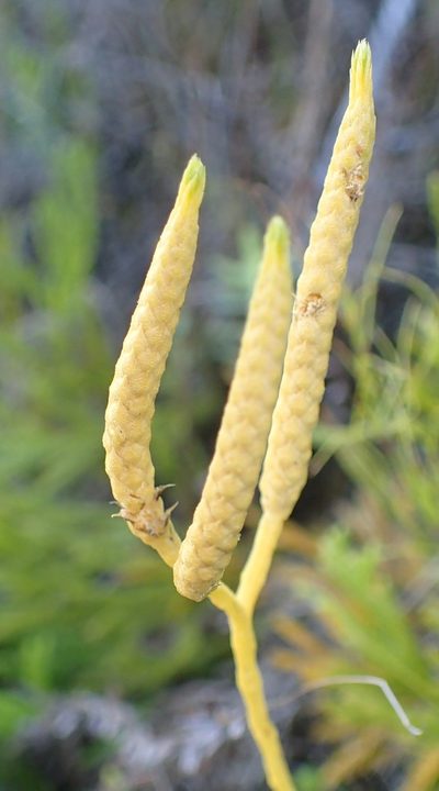Diphasiastrum zanclophyllum, photographed by Nicola van Berkel