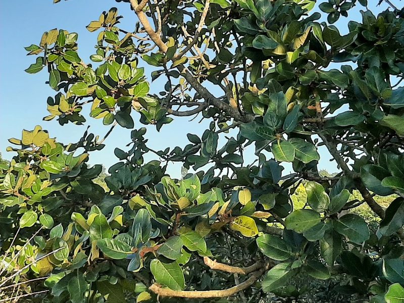 Ficus glumosa, photographed by Mark Liptrot