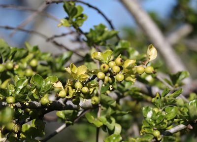 Coddia rudis, photographed by Mark Liptrot