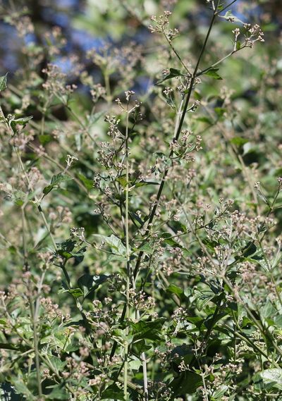 Distephanus angulifolius, photographed by Mark Liptrot